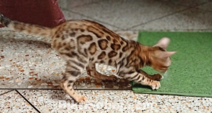 Female Bengal cat